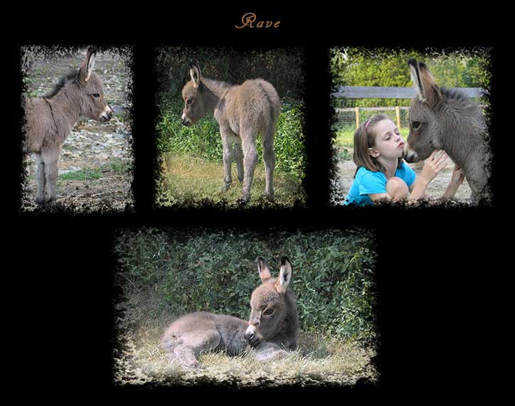 Critter Haven Farm Miniature Donkeys